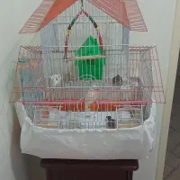 ۴ عدد فنچ بهمراه ۴ عدد تخم بهمراه قفس خاص|پرنده|تهران, شمشیری|دیوار