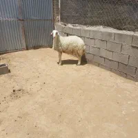 میش و قوچ و بره هترو