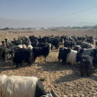 بز داشتی|حیوانات مزرعه|ایذه, |دیوار