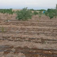 باغچه نقلی ویلایی ۳۷۰متر|فروش خانه و ویلا|شبستر, |دیوار