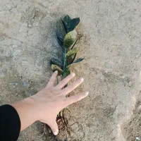 زامو بلک ریشه لخت|گل و گیاه طبیعی|بابل, |دیوار