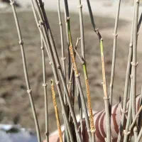 گیاه افدرا|گل و گیاه طبیعی|مشهد, مهدی آباد|دیوار