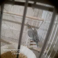 عروس هلندی|پرنده|خسروشاه, |دیوار