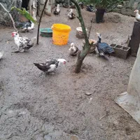 اردک اسراییلی