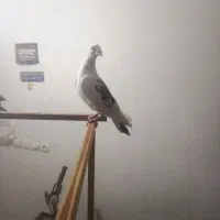 جفت پلاکی|پرنده|مسجد سلیمان, |دیوار