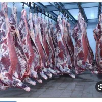 گوشت گرم و منجمد گوساله