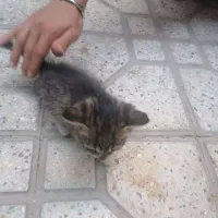 بچه گربه