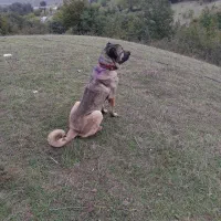 واگذاری سگ سرابی|سگ|توتکابن, |دیوار