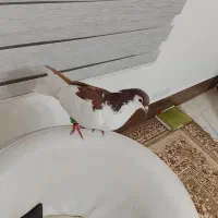 رنگه خوب هوایی چپ. وخال هردونر|پرنده|تربت جام, جامی|دیوار