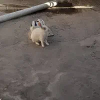 خرگوش|موش و خرگوش|مشهد, سیس‌آباد|دیوار