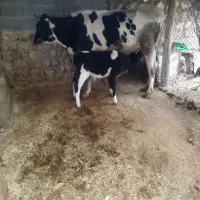 گاو اولین شکم با گوساله نر|حیوانات مزرعه|قلعه شاهین, |دیوار