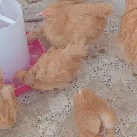 جوجه اورپینگتون بوف
