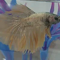 ماهی فایتر|ماهی|بروجرد, |دیوار