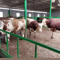 گوساله‌هایی وارداتی از ۱۰۰کیلو تا۳۵۰کیلو‌موجود|حیوانات مزرعه|بندر ترکمن, |دیوار