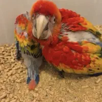 جوجه کاسکو،کاکادو،آرا،ماکائو،ملوکان