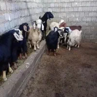 بزغاله|حیوانات مزرعه|امام, |دیوار