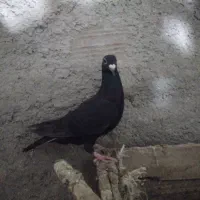 کبوترزاغ فروشی|پرنده|آشخانه, |دیوار