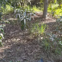 نهال انبه محلی|گل و گیاه طبیعی|بند زرک, |دیوار