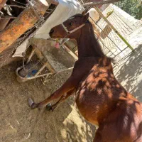 کره اسب مادیون|اسب و تجهیزات اسب‌سواری|الیگودرز, |دیوار