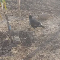 بوقلمون ماده هم‌مناسب داشت هم سر بریدن|حیوانات مزرعه|پلدختر, |دیوار