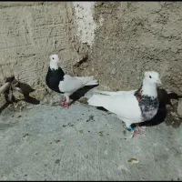 کفتر طوقی جفت بدون خال غلط