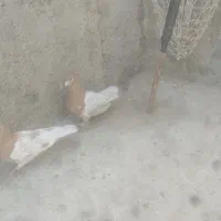 فروش کفتر|پرنده|شیراز, شهرک ترکان|دیوار