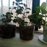 پایه قابلمه|آب‌چکان و نظم‌دهنده ظروف|سبزوار, ولیعصر (نجار آباد)|دیوار