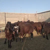 فروش فوری بره افشاری ۲۵ تا ۳۵ ک
