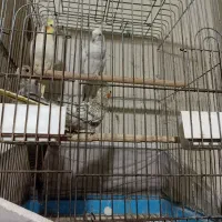 یک جفت مرغ عروس با دوتا جوجه