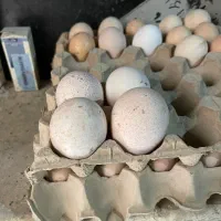 تخم بوقلمون برنر نطفه دارتخم مرغ محلی نطفه دار