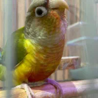 طوطی گرینچیک