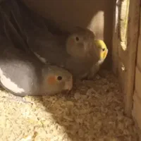 یک جفت عروس هلندی مولد به همراه دو عدد جوجه هاش