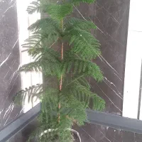 درختچه طبیعی کاج مطبق آپارتمانی