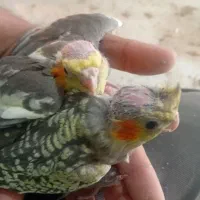 جوجه عروس هلندی مرواریدی در رباط کریم|پرنده|چهاردانگه (تهران), |دیوار