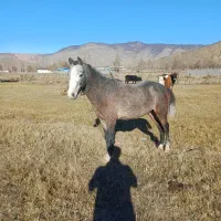اسب|اسب و تجهیزات اسب‌سواری|کجور, |دیوار
