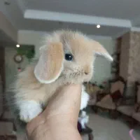 مرکز تخصص خرگوش جیبی/مولتی لوپ سوپرفلت/مینیاتوری|موش و خرگوش|اصفهان, خانه اصفهان|دیوار