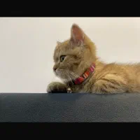 گربه|گربه|امیدیه, |دیوار