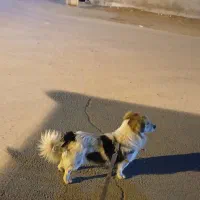 سگ پا کوتاه،،بازی گوش، حرف گوش کن،