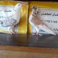 کفتر پرشی  چهارجفت|پرنده|کاشان, فرودگاه کاشان|دیوار