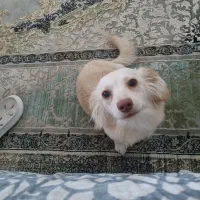 واگذاری اشپزیت پامر