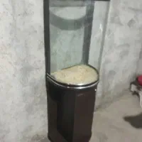 اکواریم|ماهی|میاندوآب, |دیوار