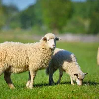 گوسفند زنده حاج بابا|حیوانات مزرعه|کرج, مصباح|دیوار