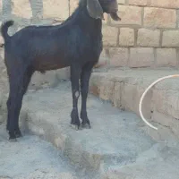 ساورین 1سال|حیوانات مزرعه|کوهدشت, |دیوار