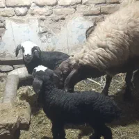 یکعددمیش دوقلو زا بادوبره نروماه شال هترو|حیوانات مزرعه|باخزر, |دیوار