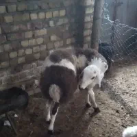 بره کشتاری وقوچی