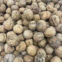 گردو تازه ودرشت و‌چرب و سفید