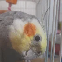 عروس هلندی سالم وسرحال  سخنگوو|پرنده|سوسنگرد, |دیوار