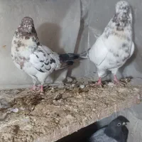 کبوتر|پرنده|بومهن, |دیوار