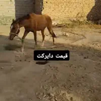 فوری|اسب و تجهیزات اسبسواری|زنجان, |دیوار