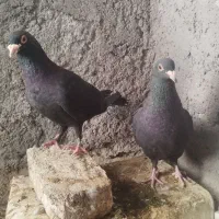 کبوتر کلاغ